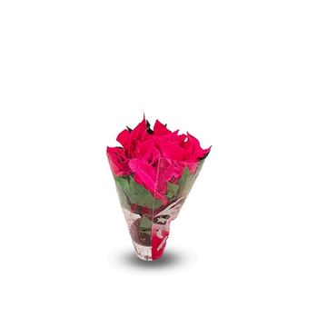 Poinsettia